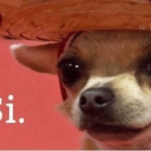 Meet your Posher, Thomas